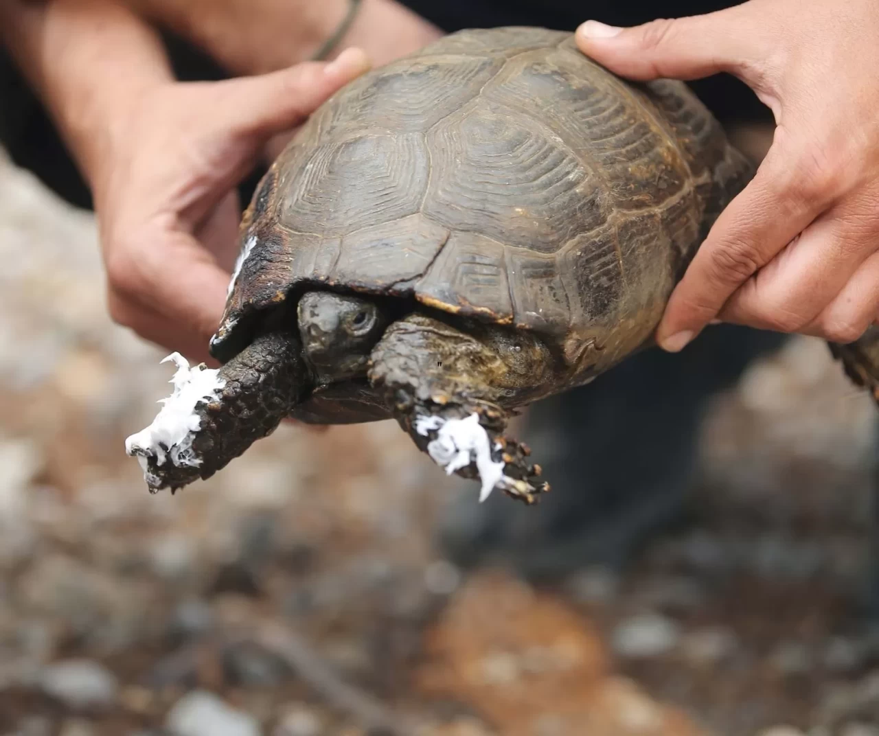 Alevlerin arasında hayatta kalma mücadelesi: Kaplumbağa UMKE tarafından kurtarıldı