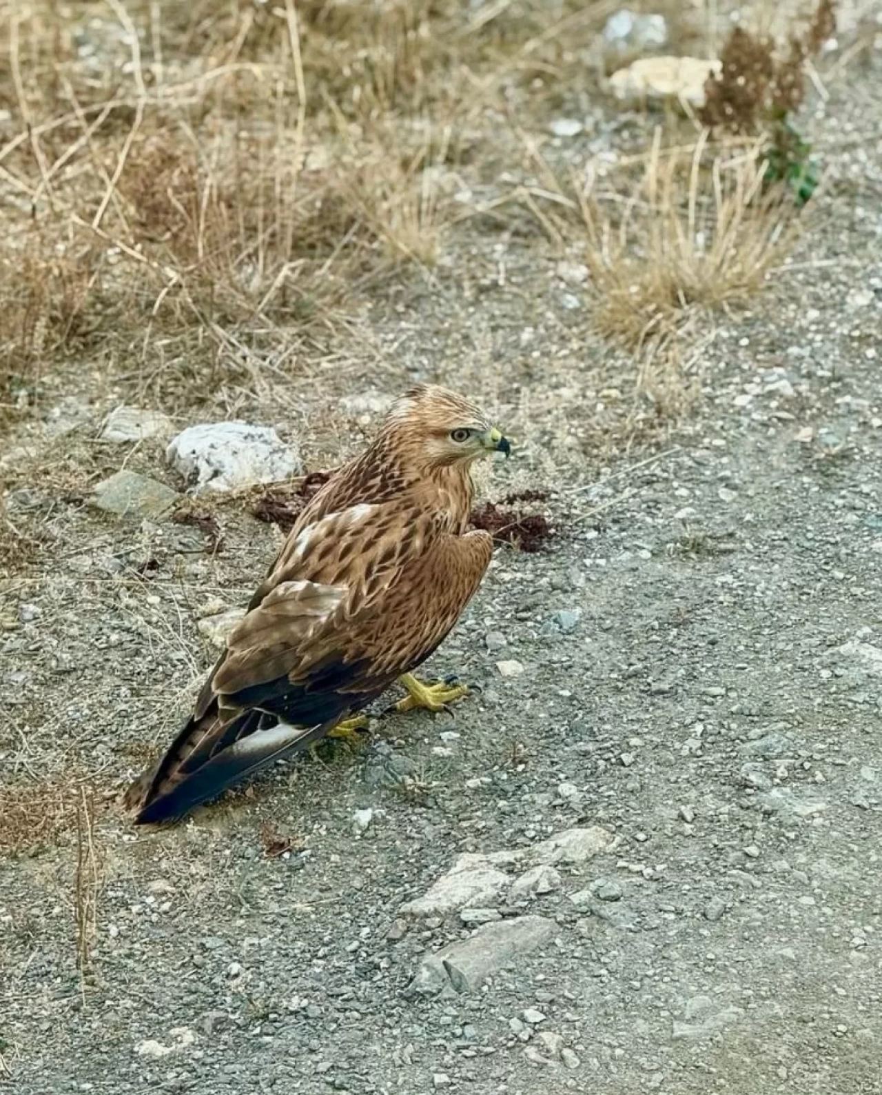 Kastamonu'da bulunan yaralı şahin tedavi altına alındı