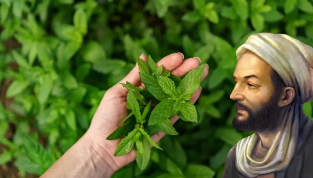 İbn-i Sina’dan gelen tarif! Rezene, papatya ve kerevizle rahat bir karın mümkün mü?