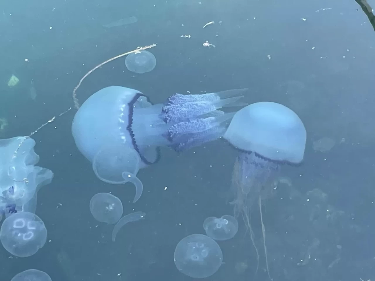 Marmara'da 'bitti' denilen müsilaj kabusu tekrar hortladı