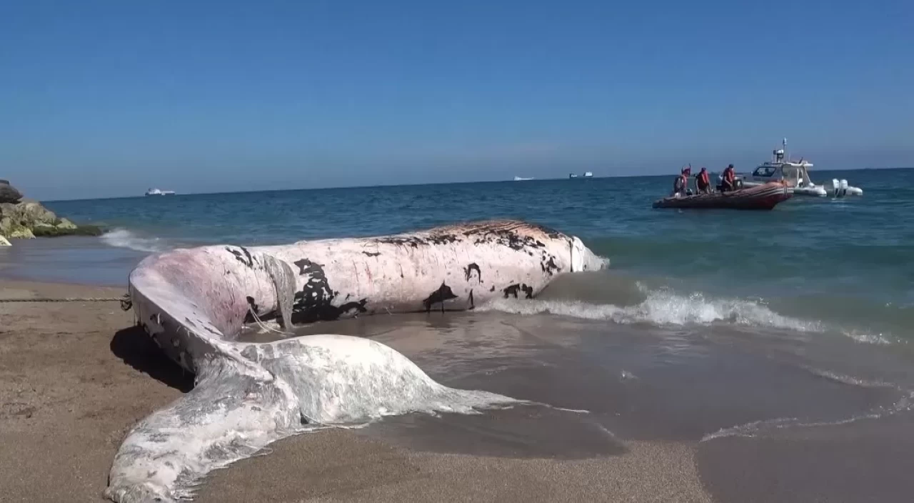 4 yıl önce gömülen 'Balina'nın iskeleti bilimsel kazıyla çıkarılacak