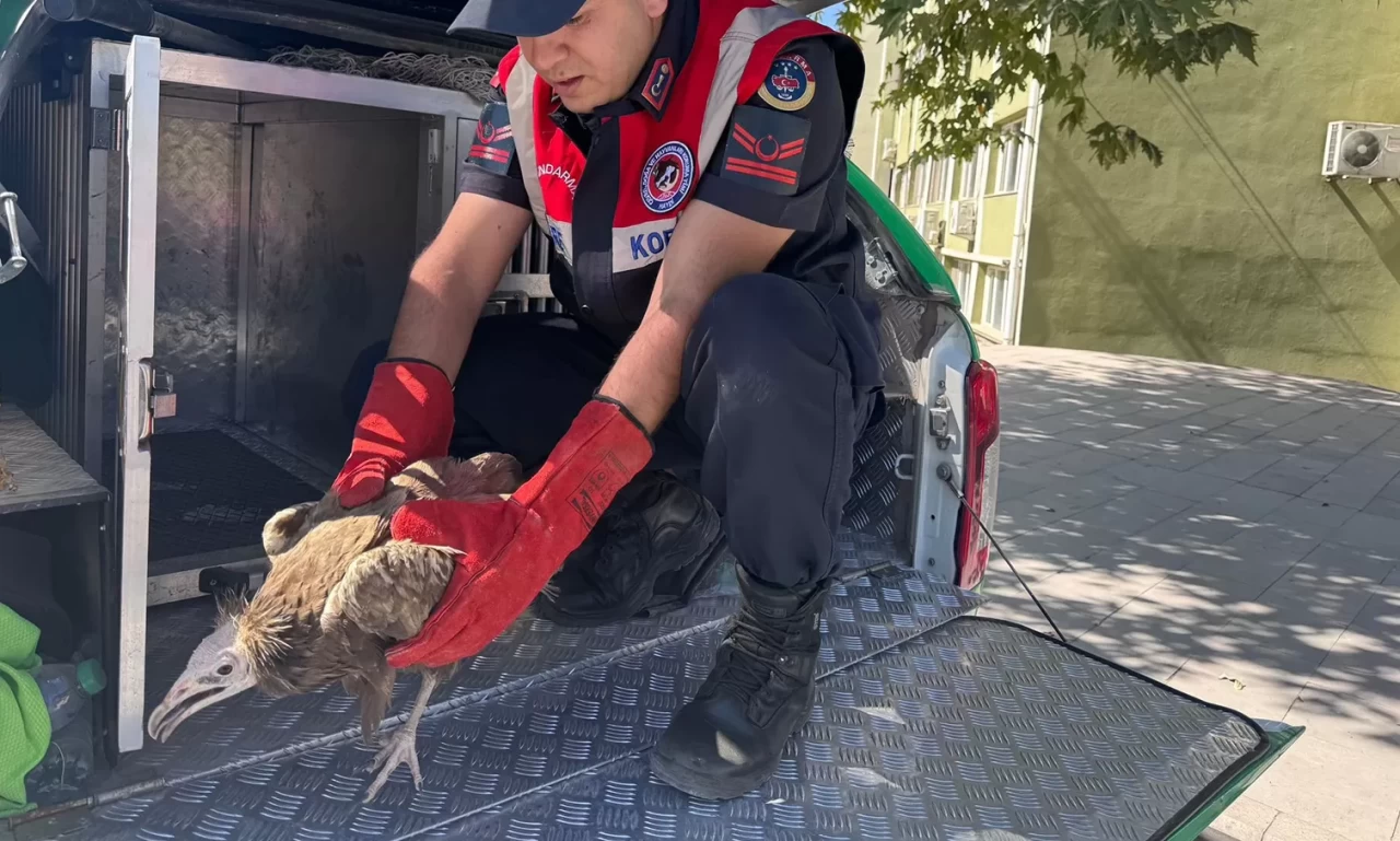 Elazığ'da akbaba yavrusu koruma altına alındı