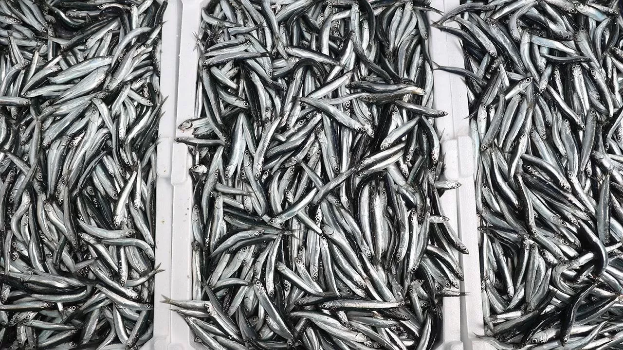 Hamside uygulanan kota verimi artırdı