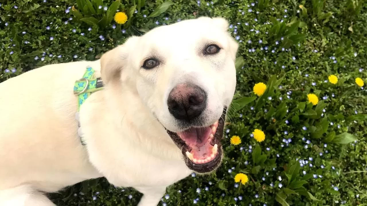 İtalya’da turist köpeklere günlük vergi uygulanacak