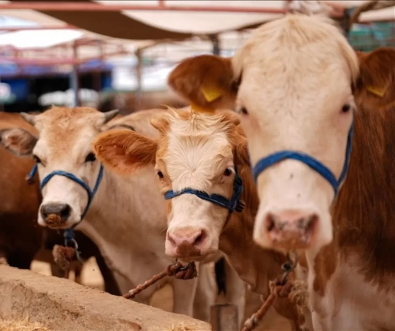 Bartın’da şap hastalığı alarmı: Hayvan pazarı faaliyetleri durduruldu