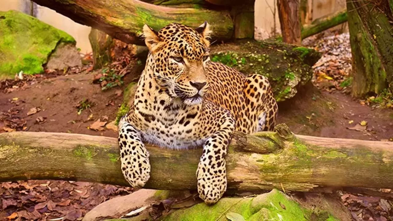 Rüyada Leopar Görmek Ne Anlama Geliyor?