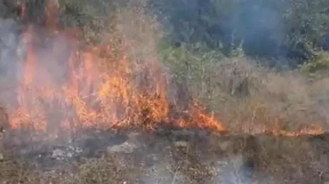 Bolu'da ağaçlık alanda yangın! Kontrol altına alındı