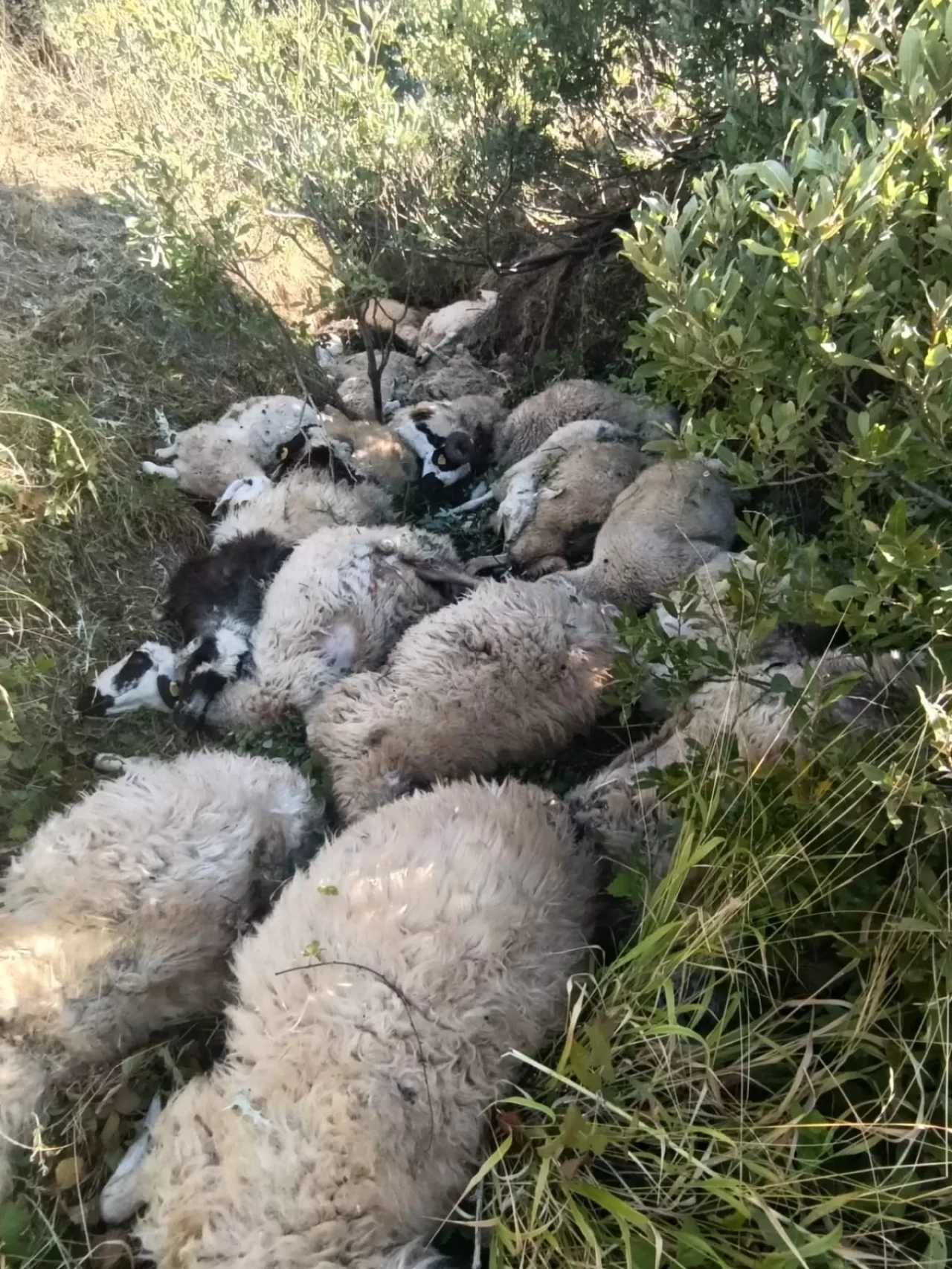 Tunceli'de koyun izdihamı: 29 hayvan telef oldu