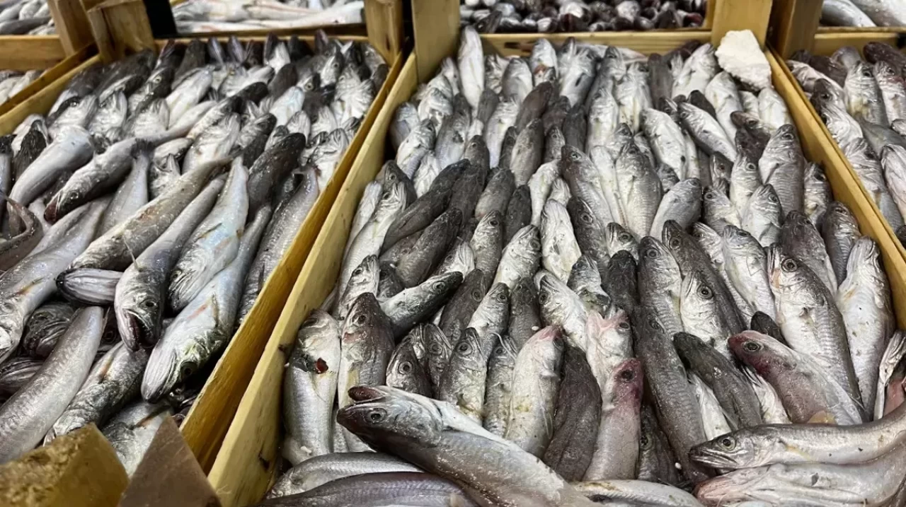 Balıkçılar 'vira Bismillah' dedi: Balık çok ama tayfa yok