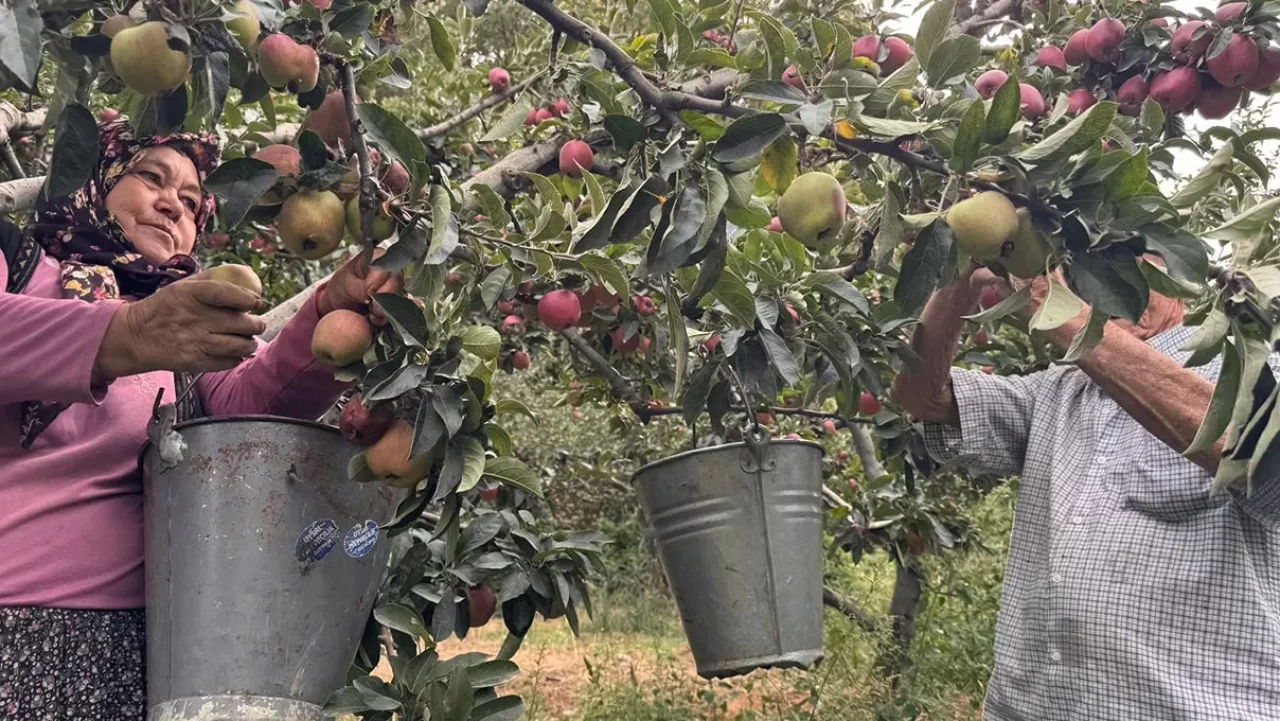 Yalova'da Dereköy elması üreticisinin yüzünü güldürdü