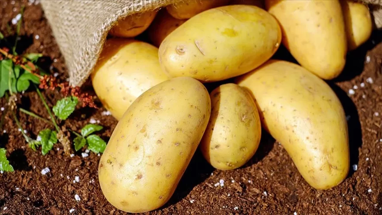 Patates sağlıklı ama dikkat! Yanlış tüketim ciddi sağlık sorunlarına yol açabilir