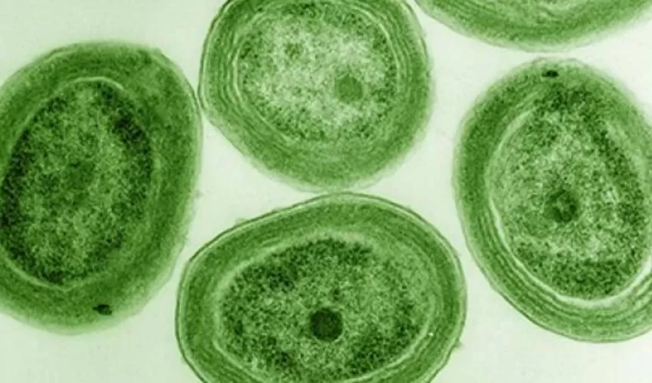 Okyanuslardaki sıcaklık artışı algleri tehdit ediyor