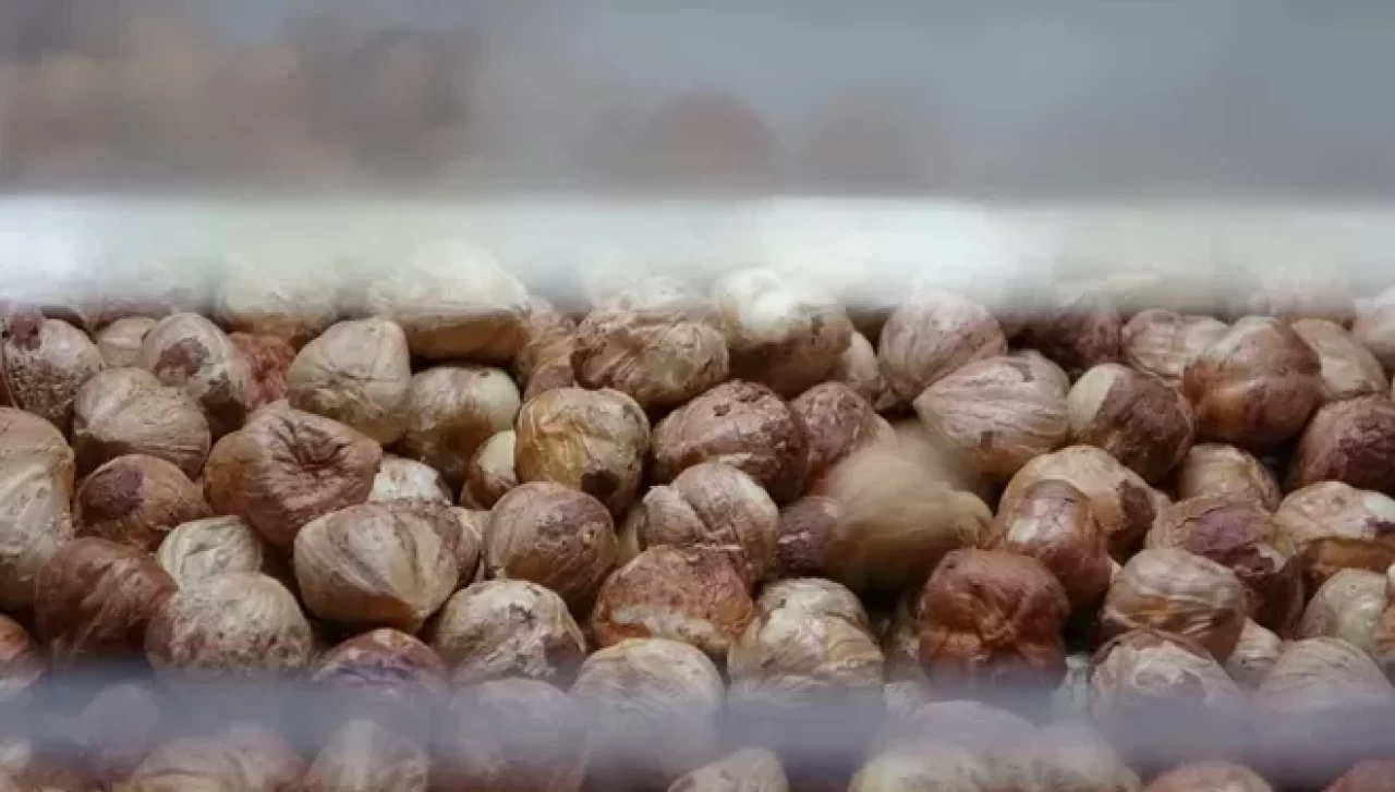 Karadeniz'de fındık hasadı tamamlandı! Sırada kırma ve kavurma var