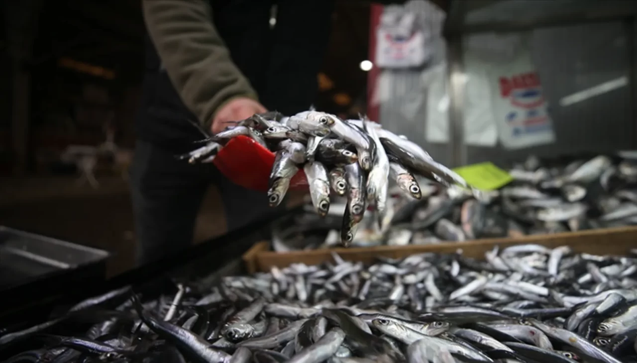 Denizden gelen bereket: Hamsi sezonu yüzleri güldürdü