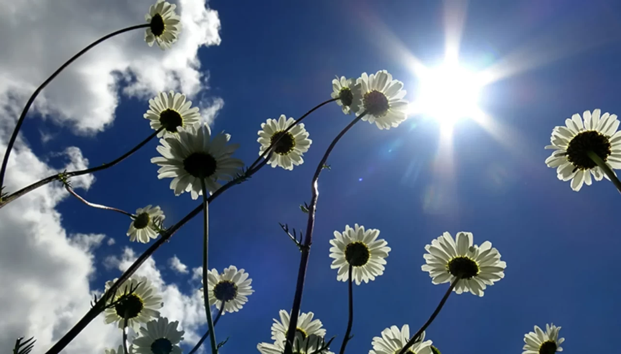 Papatya ile cildinizi yenileyin! Kızarıklıkları gideren doğal maske tarifi