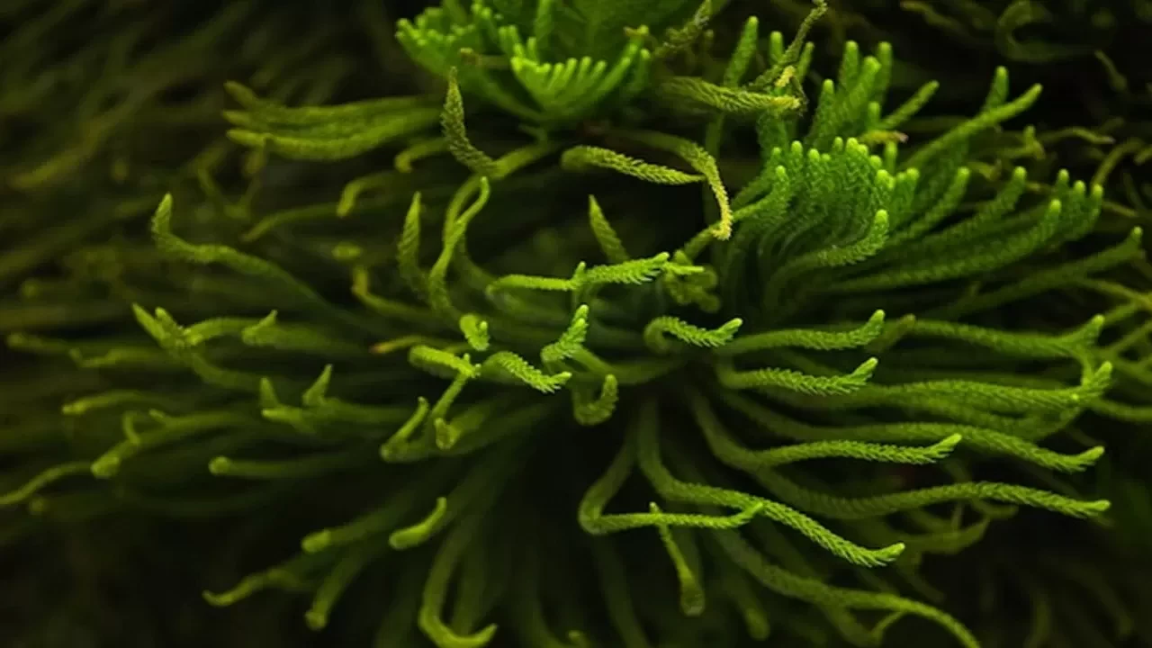 700 milyon yıl önceye uzanan kökleriyle algler hayatımızı şekillendirdi