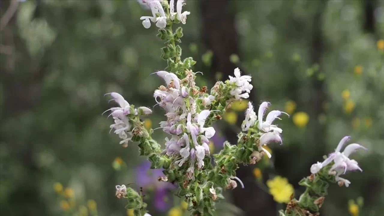 Adaçayının faydaları nelerdir? Boğaz sağlığından ruh haline kadar etkili