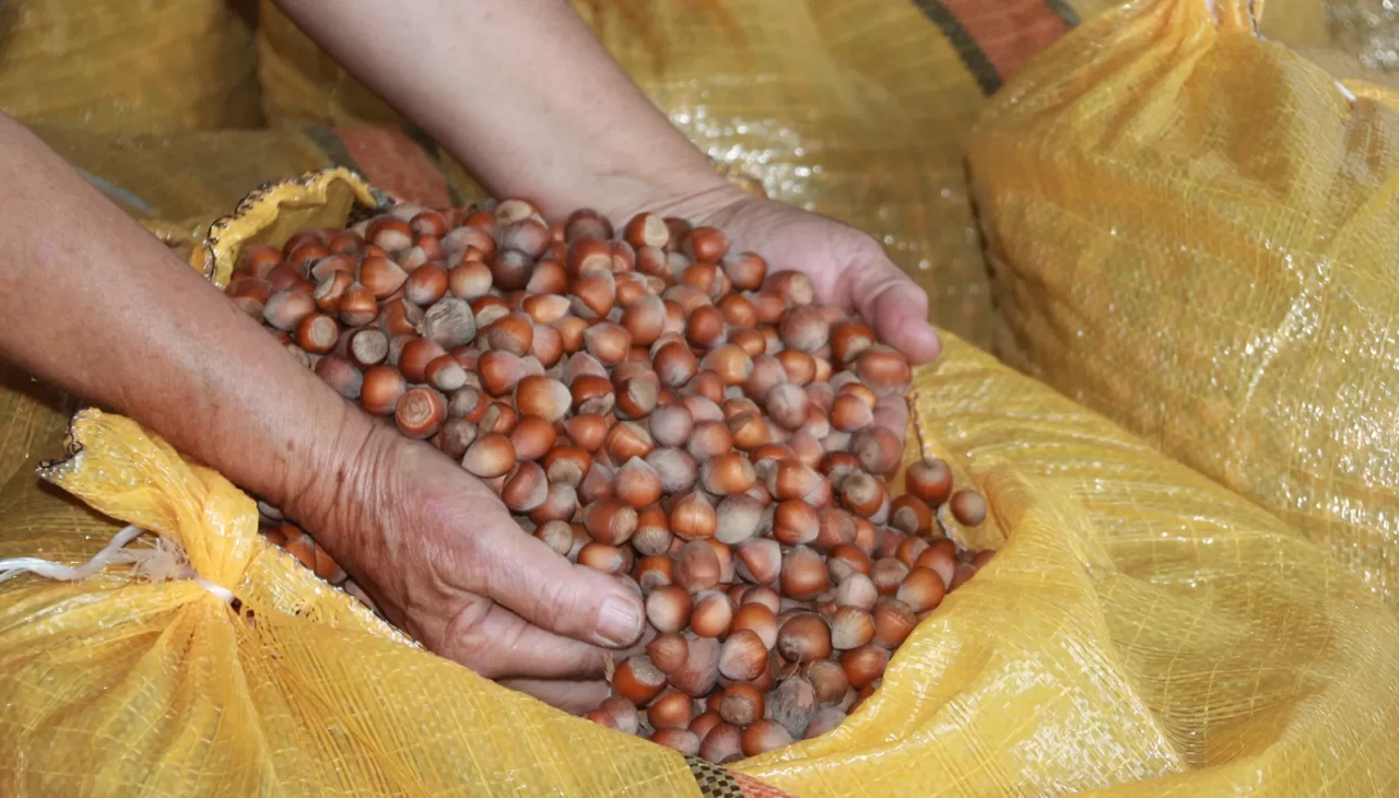 Fındık üreticileri mahsullerini evde depoluyor