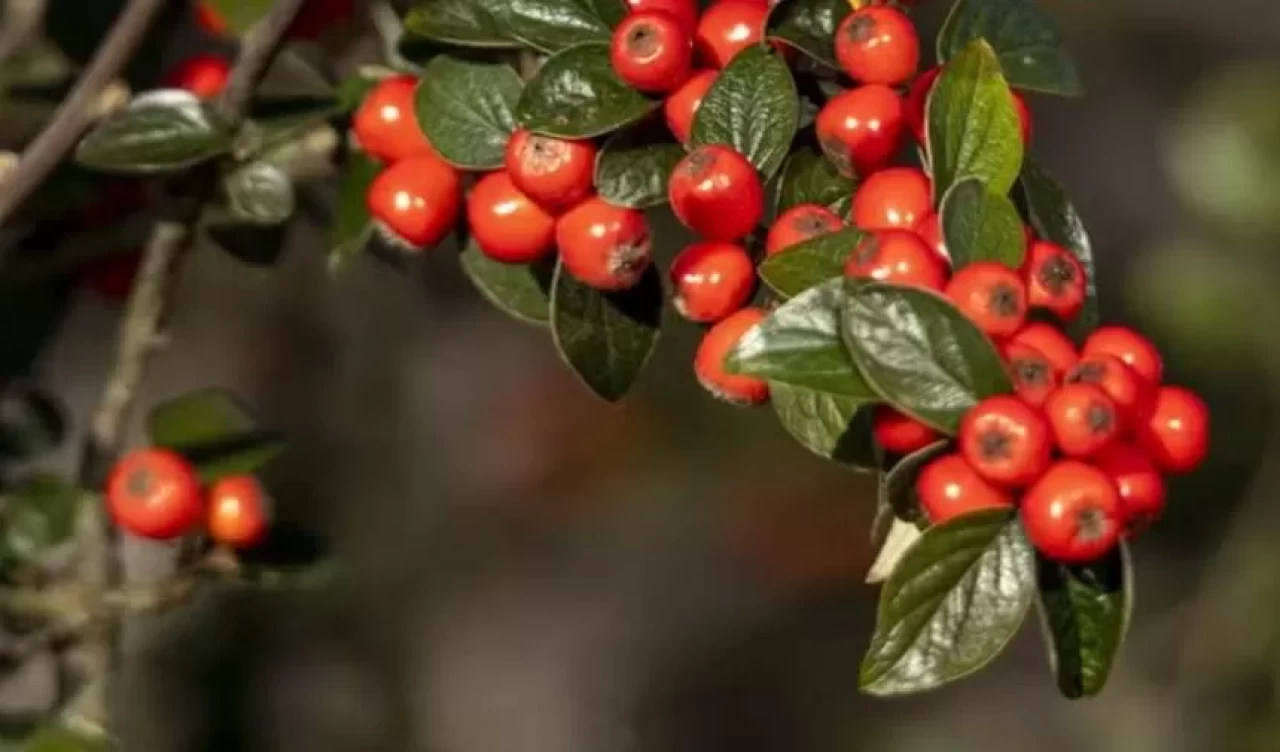 Arbutin nedir, ne işe yarar? Cilt lekelerine karşı mucizevi etkiler