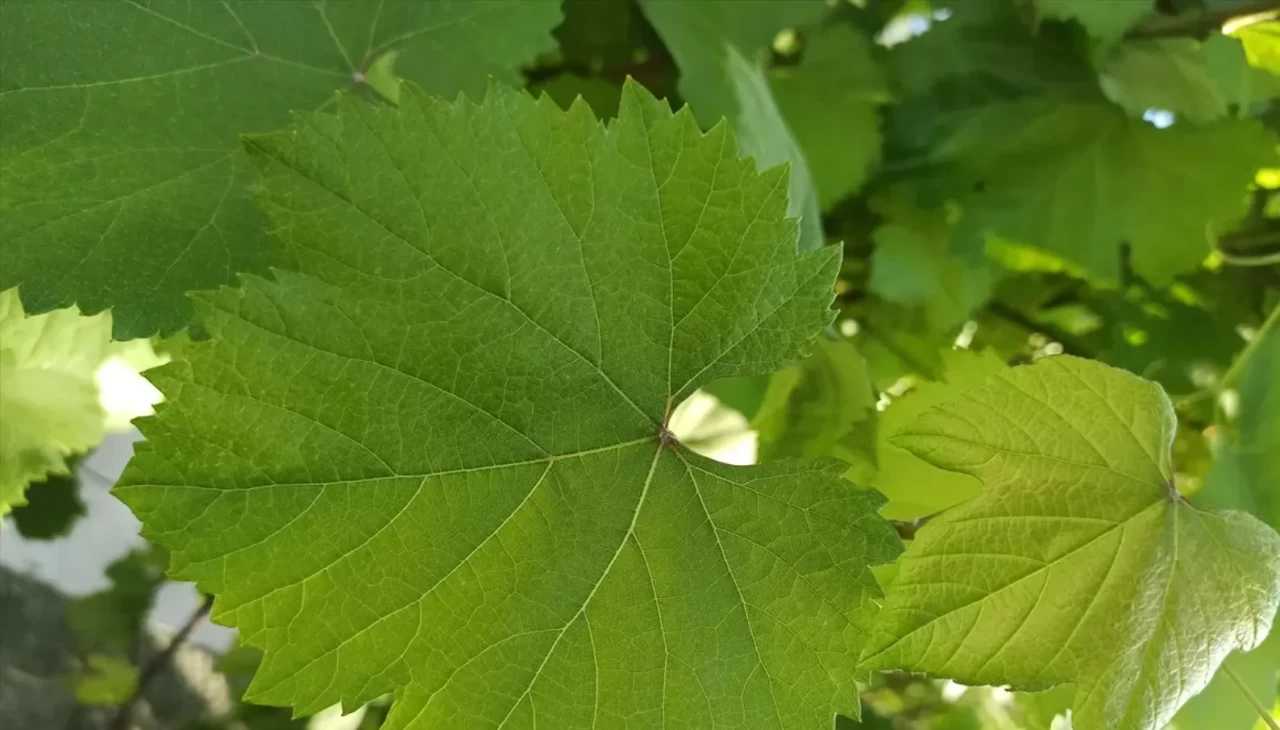 Kahta üzümü yaprağı nedir, faydaları nelerdir?