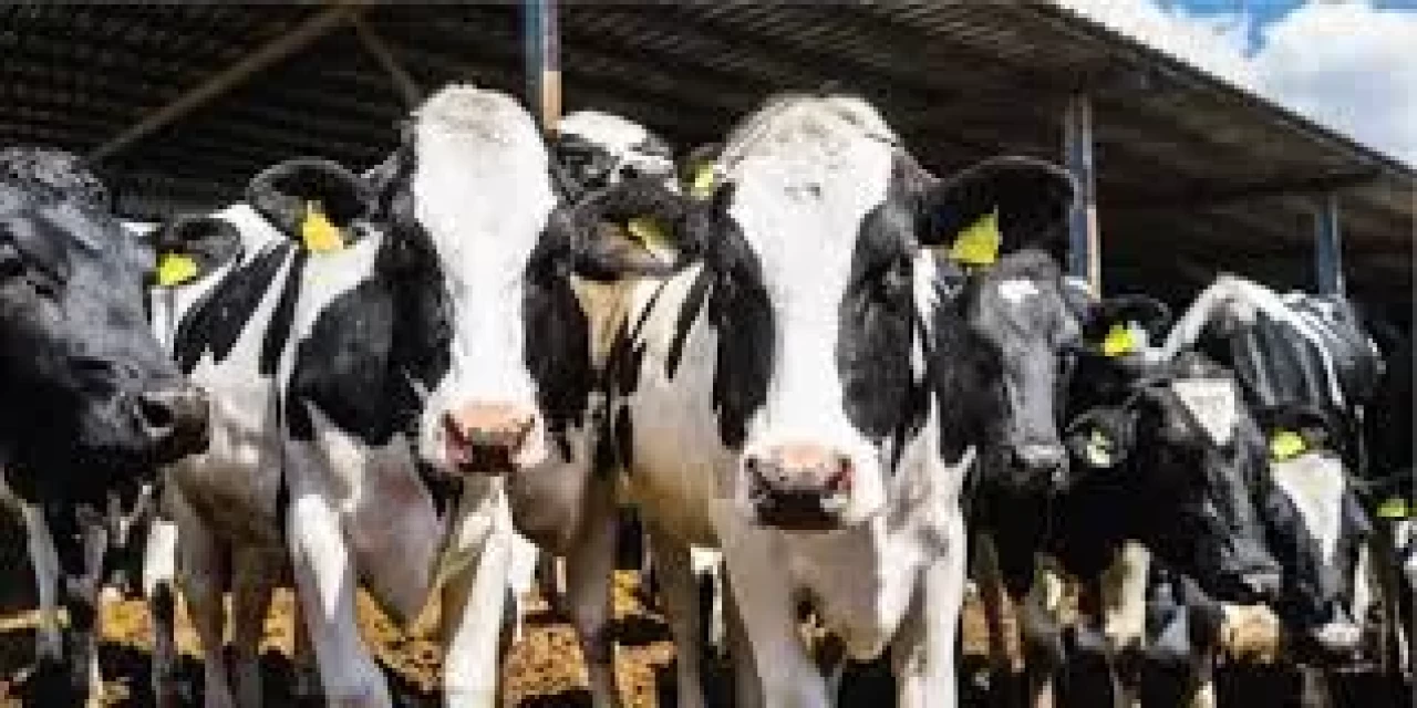 Hayvancılık ve bitkisel üretim desteklemelerinde artışa gidildi