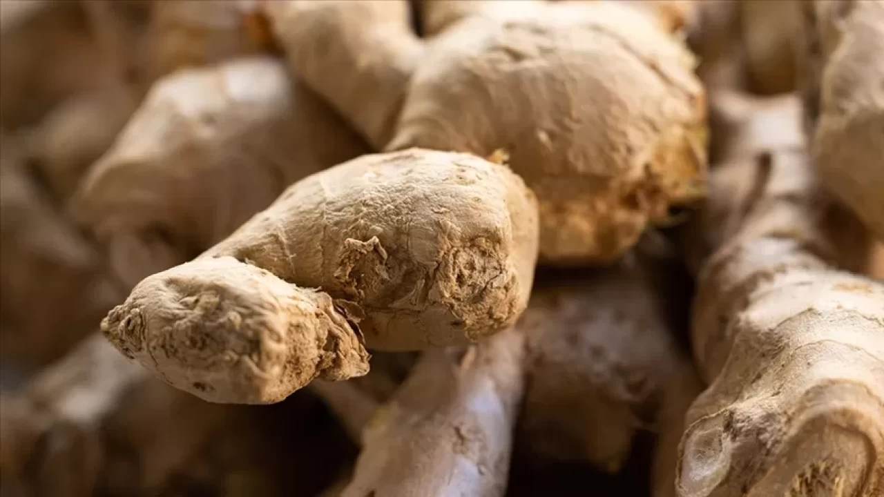 Zencefil çayı ile mide bulantısını hafifletmek mümkün