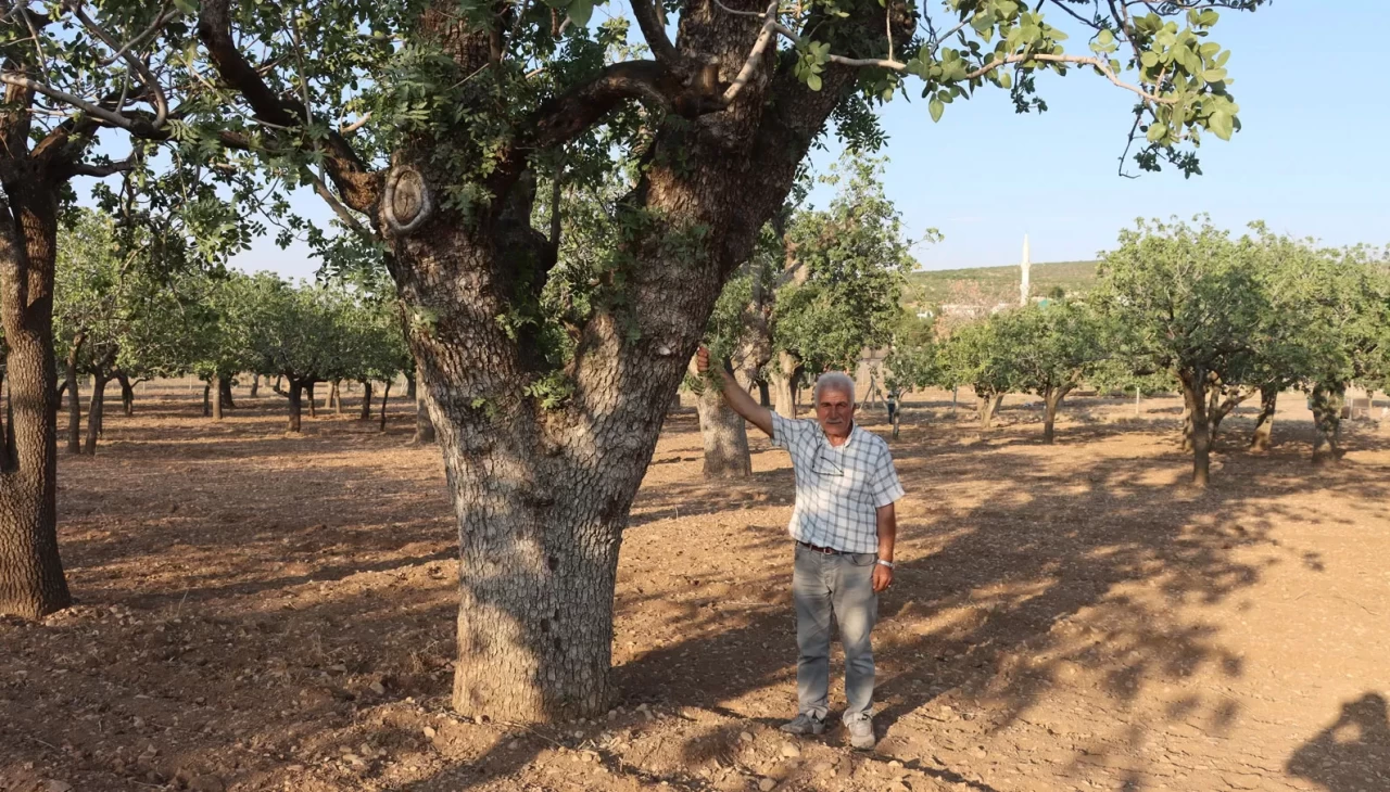 Kuraklığın vurduğu yüzlerce yıllık anıt fıstık ağaçları kuruma tehlikesi yaşıyor