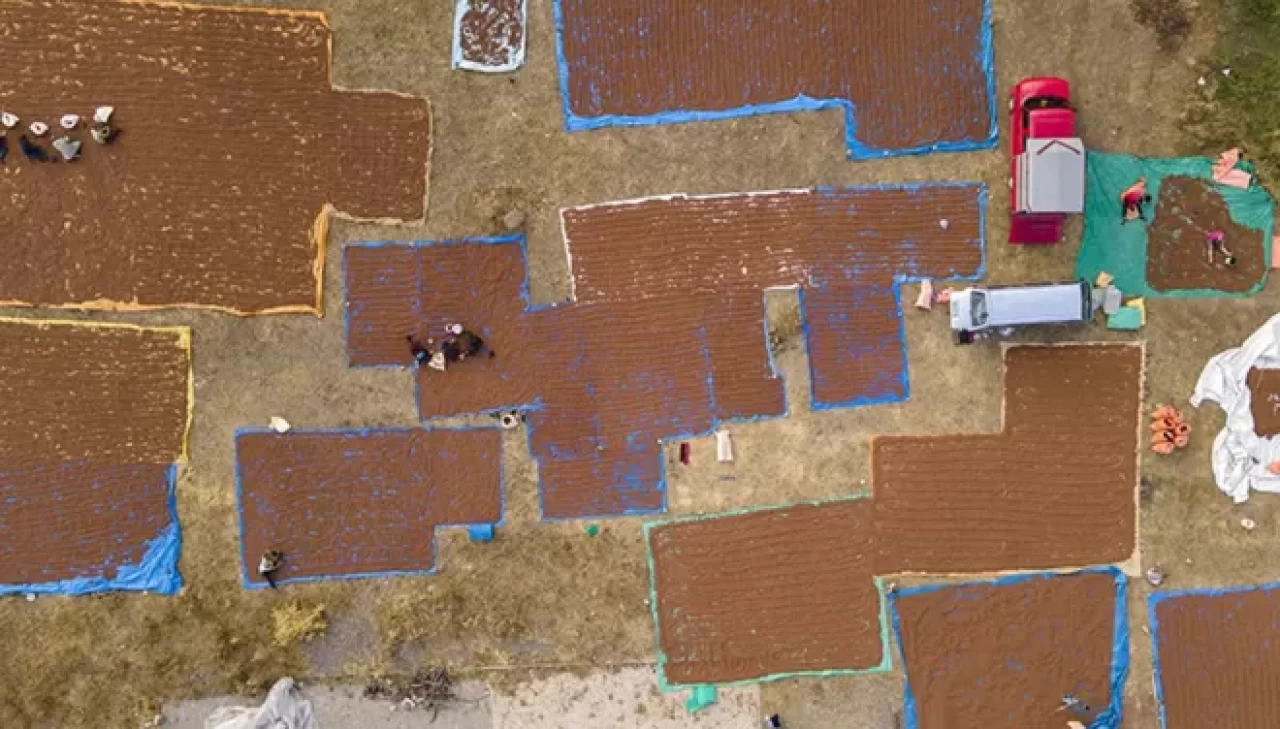 Giresun'un fındıkları Şebinkarahisar'da kurutuluyor