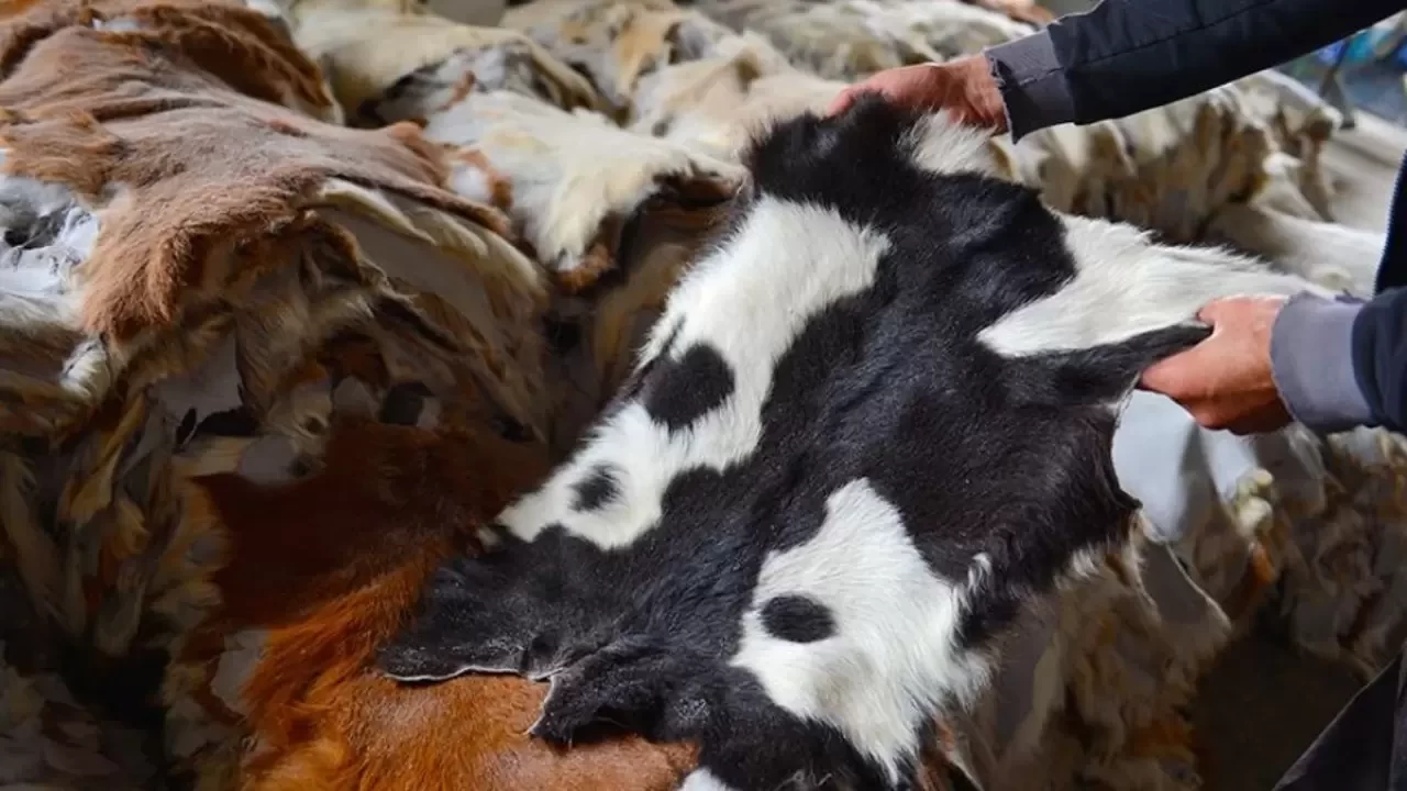 Kurban Derisi Nasıl Değerlendirilmelidir?