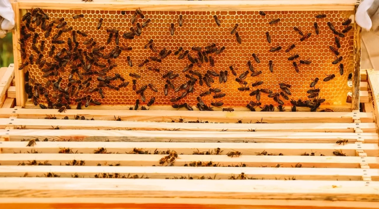 Karadeniz'de bal savaşı! 7 bin liraya ulaştı