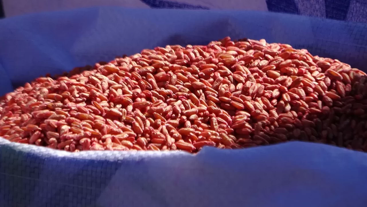 Van'da tarıma destek: 3 yılda 11 bin 322 ton tohum dağıtıldı