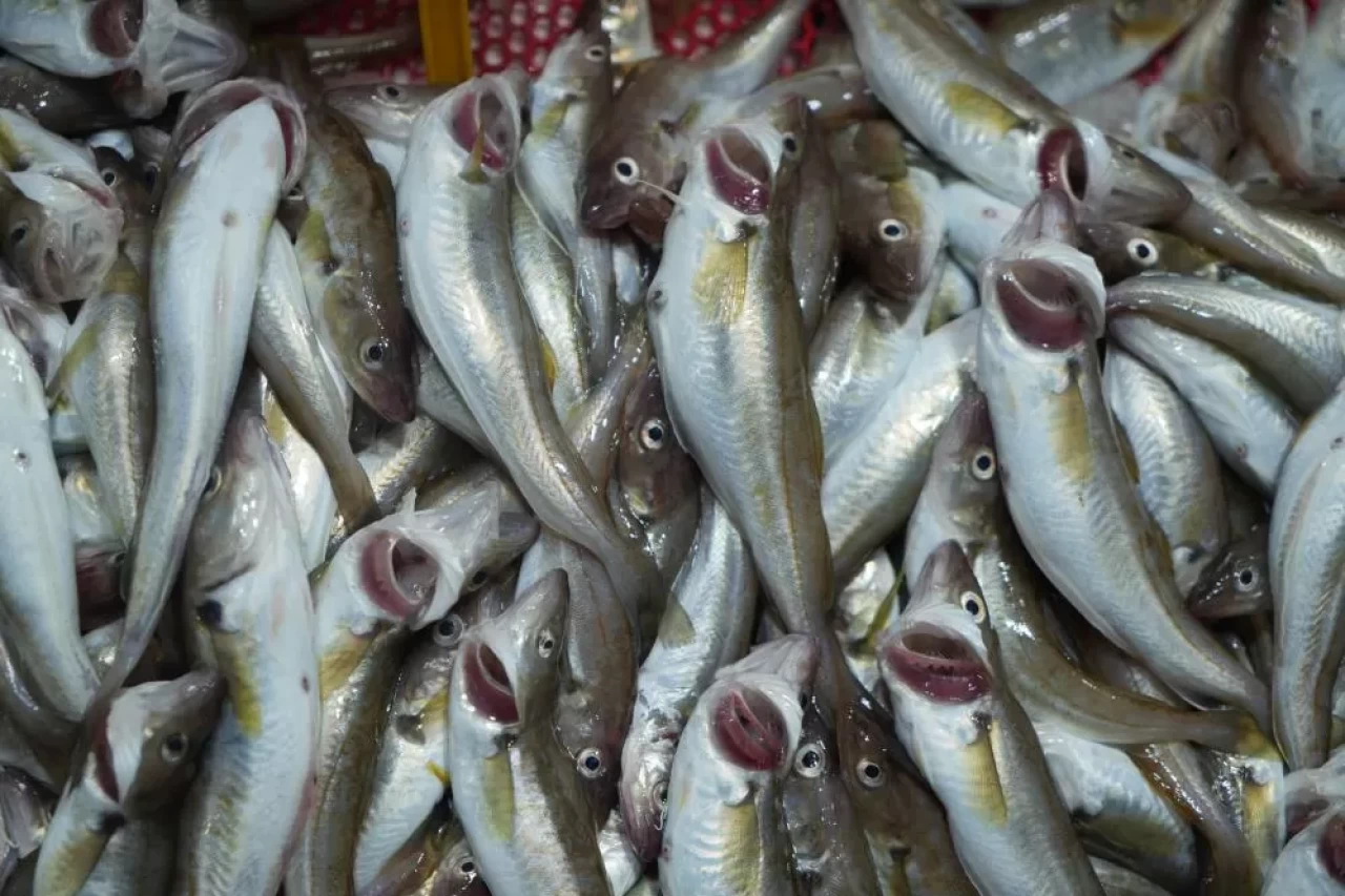 Balıklar tezgahlarda! İlk gün hasadı balıkçıları kesmedi: Gözler hamside...