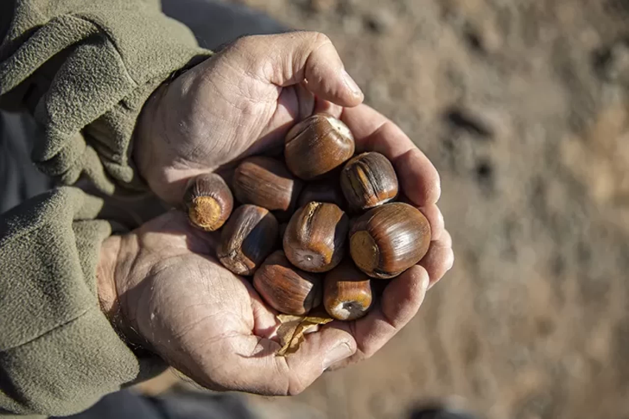 Doğanın gizli şifası meşe palamudu çayı tarifi