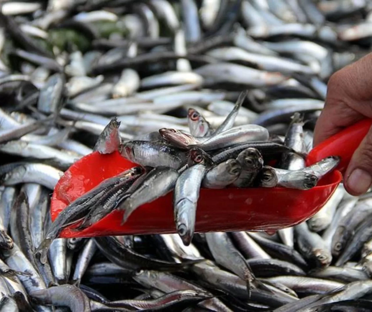 Sinop’ta hamsi bereketi: Tezgahlar doldu, fiyatlar yüz güldürdü