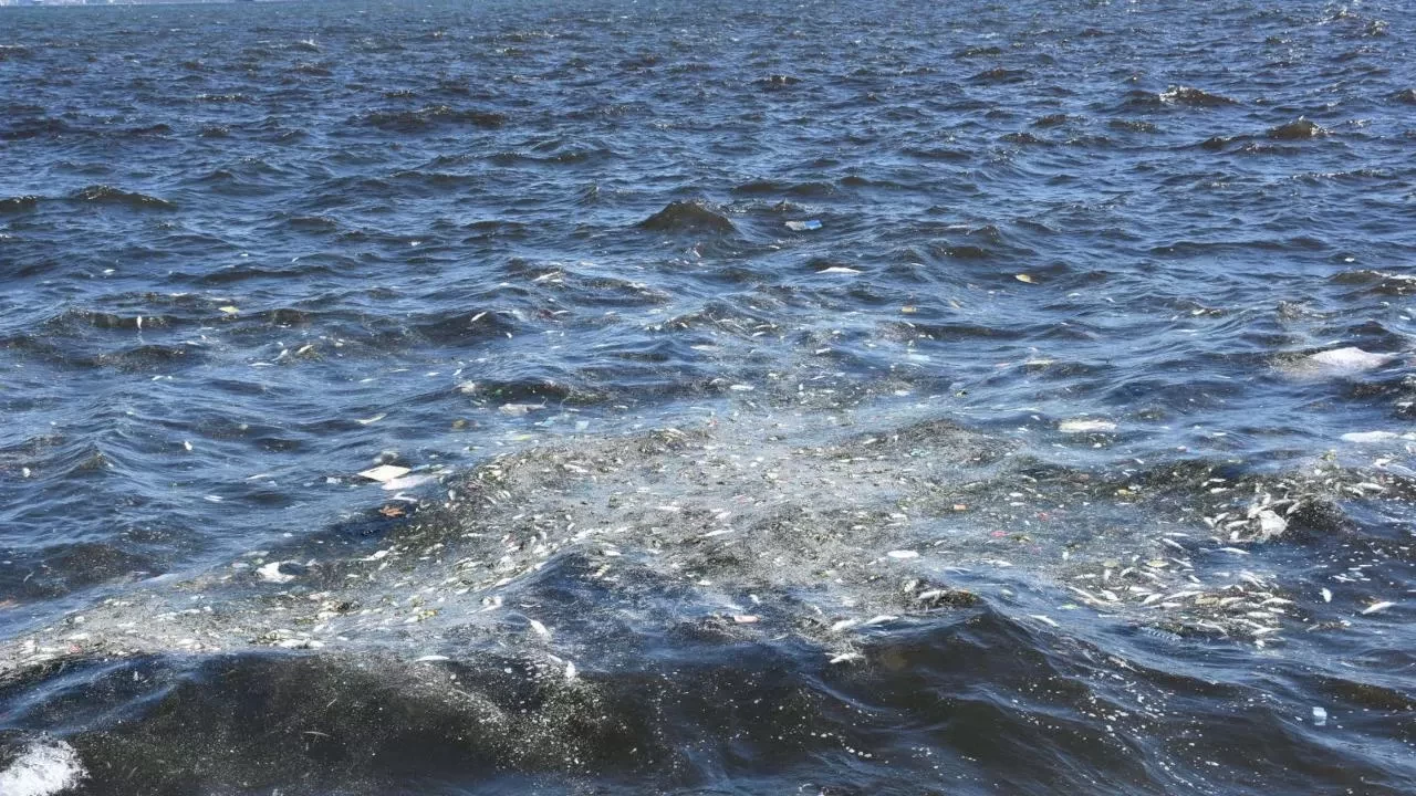 İzmir'de balık ölümleri yeniden başladı