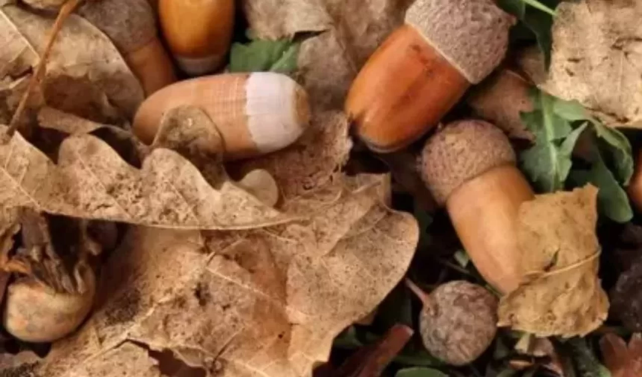 Meşe palamudu çayı içenler dikkat! Faydası kadar zararı da var