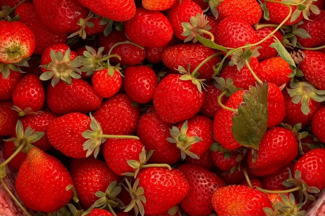 Niğde’de çilek hasadı bereketi