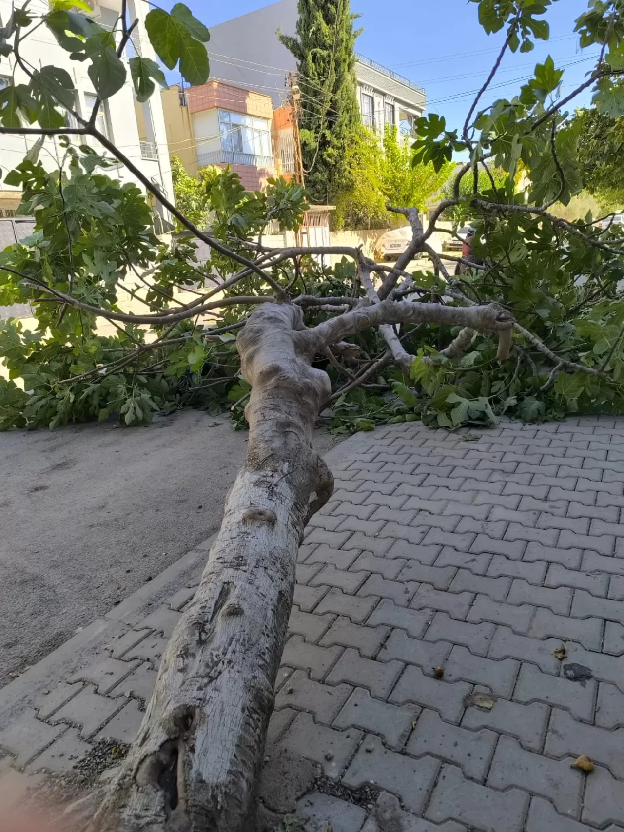 Adıyaman'da rüzgarın etkisiyle ağaç kökünden söküldü