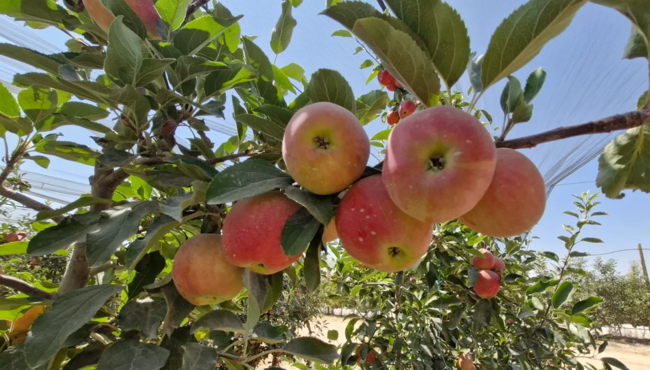 Zirai donun vurduğu Karaman'da elma hasadı buruk başladı