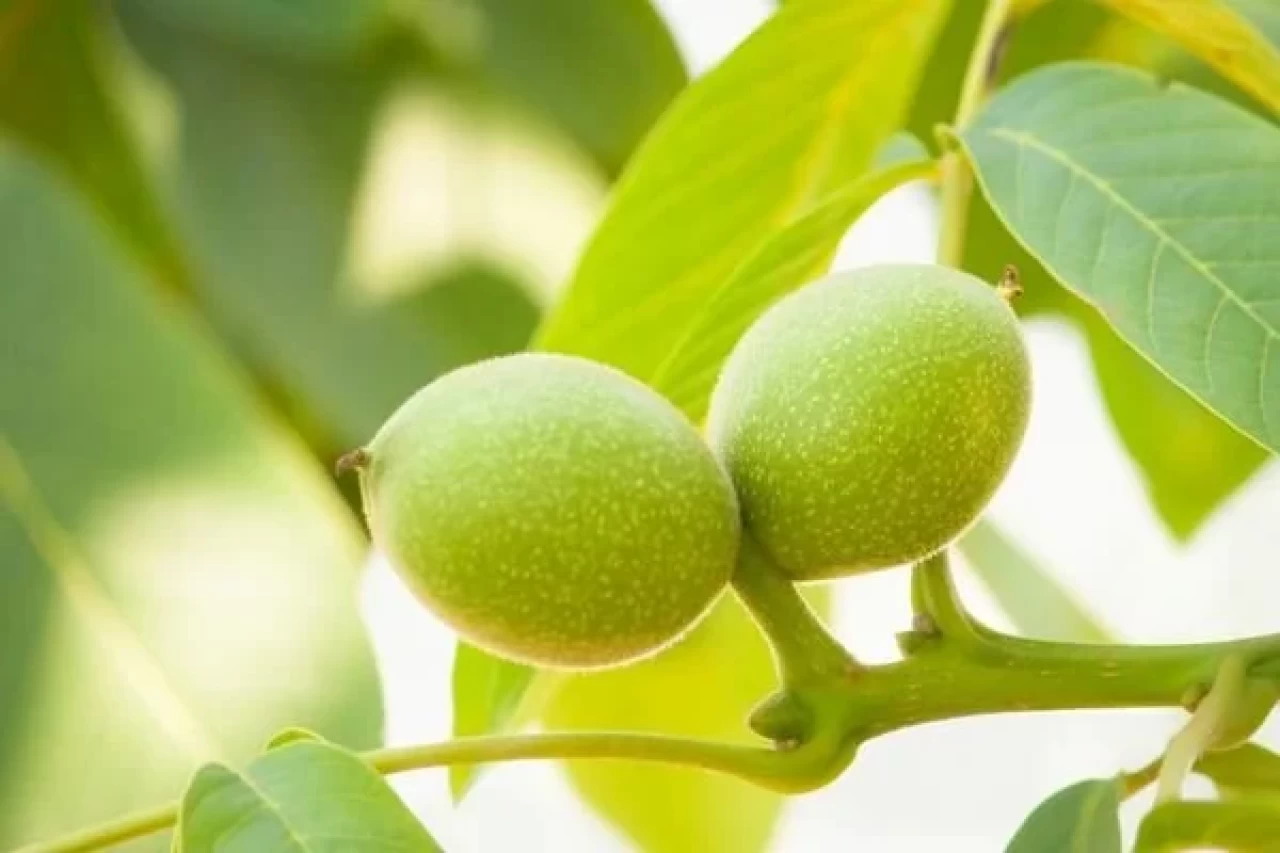 Ceviz yaprağı ile gençleşin! Doğal botoks etkisi yapıyor