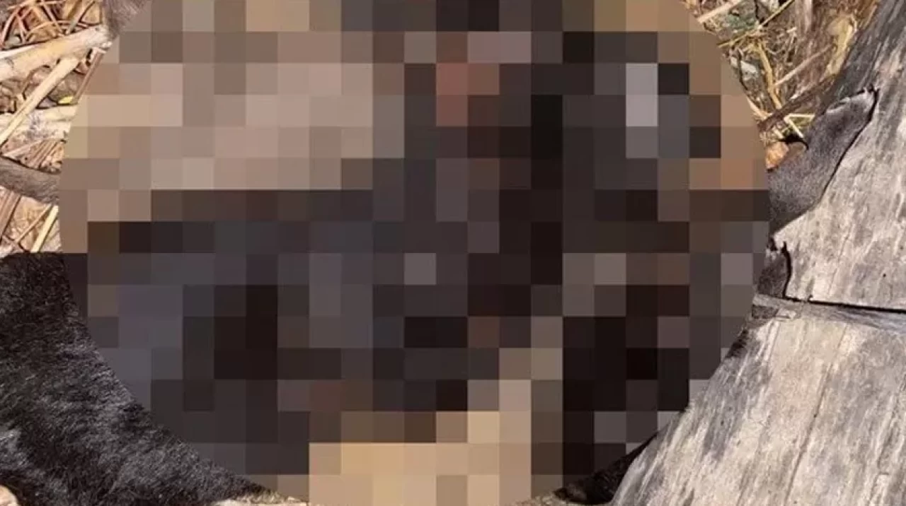 Tokat'ta vahşet: Üç yavru köpek boğulmuş halde bulundu