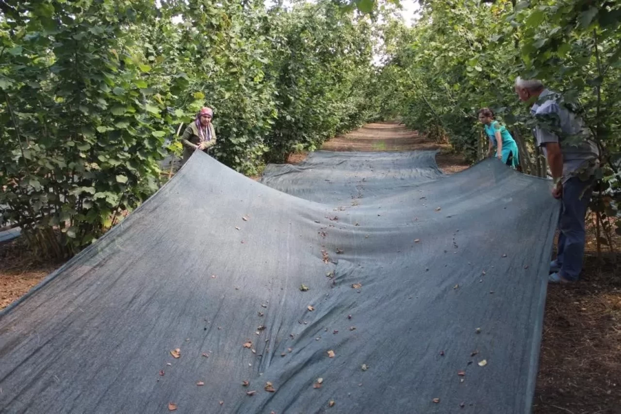 Fındık hasadında file ile yevmiye masrafı azaldı