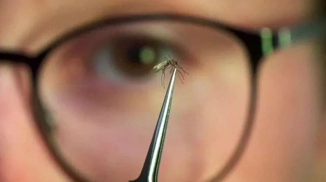 Chikungunya salgını yayıldı: Çin'de halk sağlığı acil durumu ilan edildi