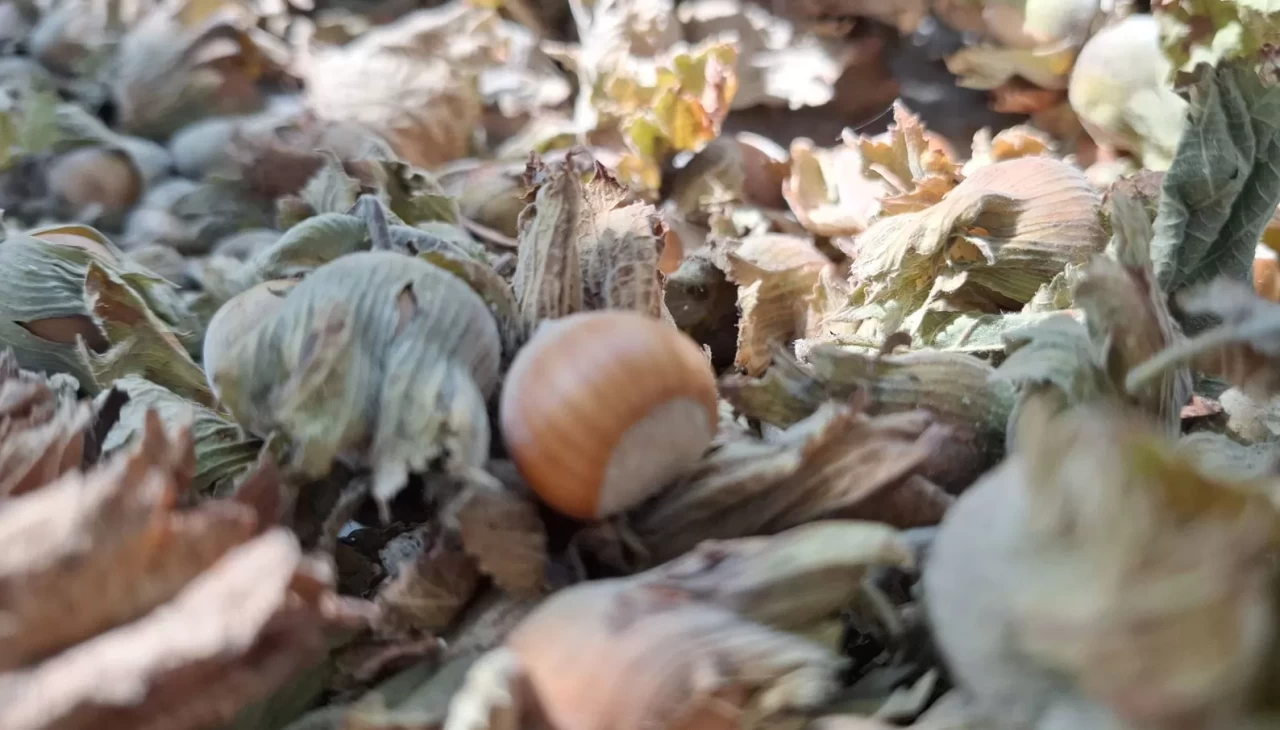 8 ayda 14 bin 810 ton ihraç edildi