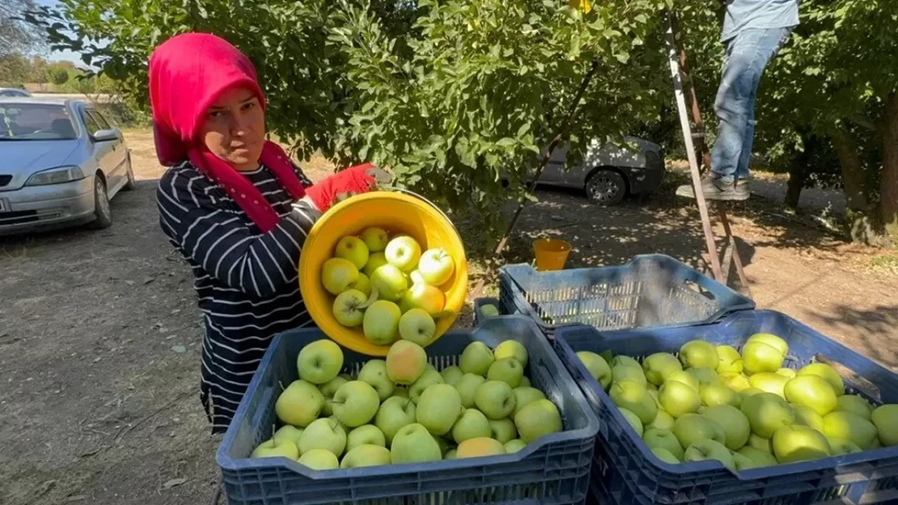 Elma diyarında hasat başladı: Kuraklık rekolteyi vurdu
