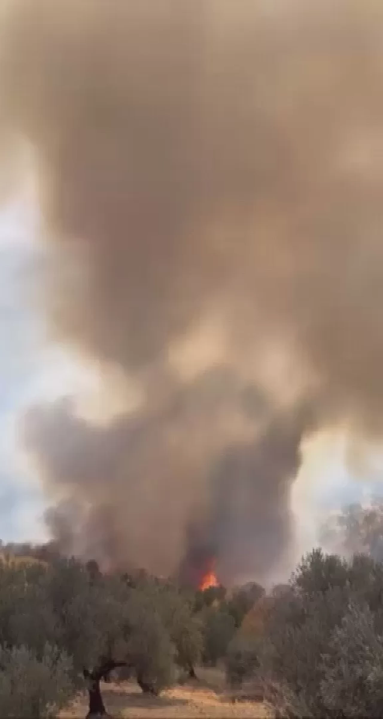 Hatay'da zeytinlik alanda çıkan yangın büyümeden kontrol altına alındı