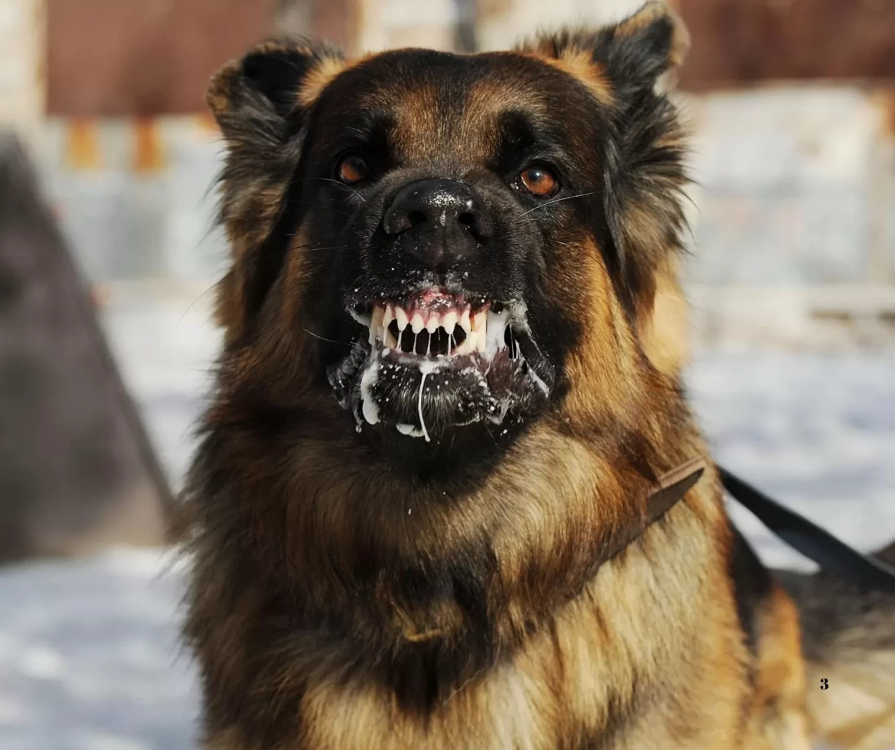 Kars'ta tilkiyle boğuşan köpek telef olunca belde kuduz karantinasına alındı