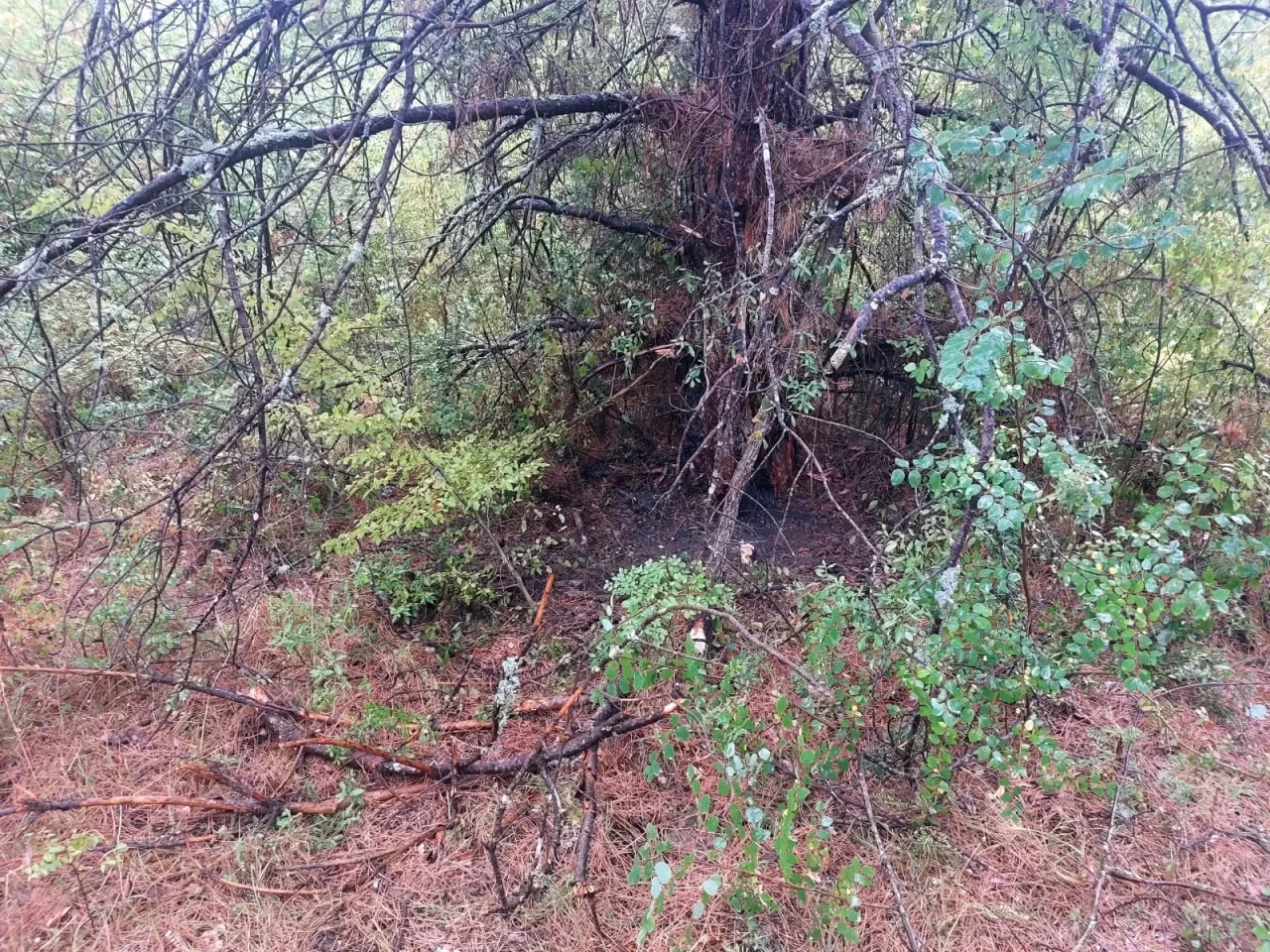 Bartın'da 1 saatte 4 ağaca yıldırım düştü