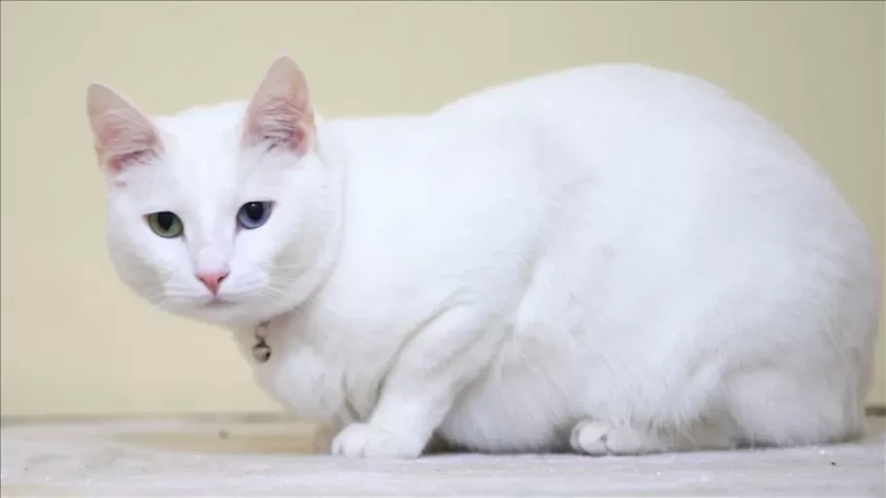 Kedilerde lavantanın toksik etkileri! Evcil hayvan sahipleri dikkat