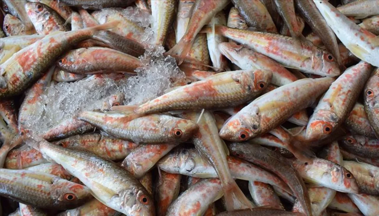 Rize’de balık bereketi: Tezgahlarda bolluk var